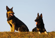 security dogs