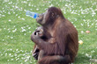 funny monkey