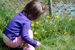 dandelions