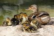 mama duck with ten baby ducks