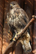 hawk