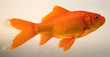 gold fish