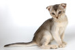 kitten in studio