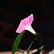 purple petunia