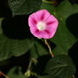 purple petunia