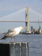 seagull & bridge 6