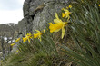 narcisse