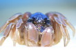 crab