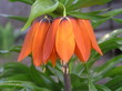 orange flowers 7 orange flowers 7