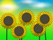 sunflower sunflower