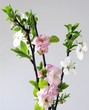 a spring nice posy a spring nice posy
