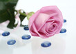 the pink rose lays on a white background with blue the pink rose lays on a white background with blue