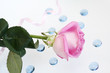 the pink rose lays on a white background with blue the pink rose lays on a white background with blue