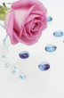 the pink rose lays on a white background with blue the pink rose lays on a white background with blue