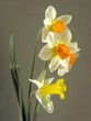 daffodils daffodils