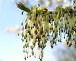 blooming tree blooming tree