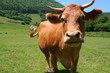 cow of the pyrenees