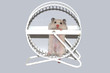 white hamster in wheel white hamster in wheel