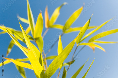 Photo: bamboo bamboo