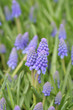 frühlingsblumen