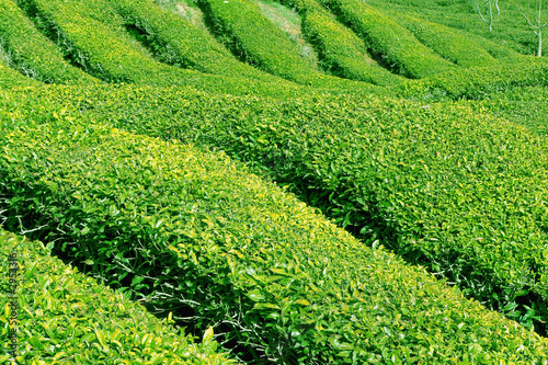 grüner tee, korea.
