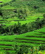 rice terraces, bali, indonesia
