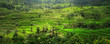 rice terraces, bali, indonesia