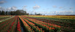 tulip farm