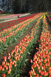 tulip field