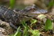 american alligator baby american alligator baby