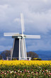 windmill at tulip farm