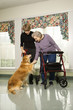 Photo: elderly woman petting dog with daughter elderly woman petting dog with daughter