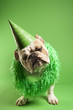 english bulldog wearing lei and party hat.
