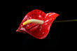 anthurium flower