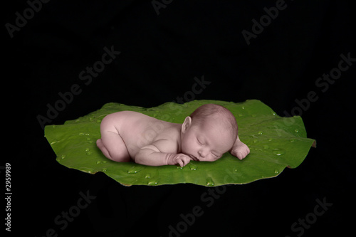 Photo: baby on lilly pad baby on lilly pad