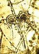 Photo: microscopic sample microscopic sample