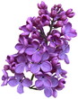 lilac