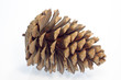 zapfen ao_070311_6155.cr2.jpg zapfen ao_070311_6155.cr2.jpg
