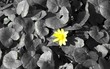 one yellow flower