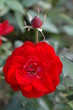 red rose #2