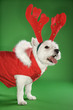 White terrier dog wearing antlers.