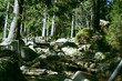waldweg waldweg