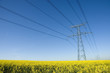 colza et haute tension