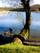 a fish-pond and a wood