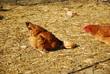 chickens