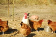 chickens