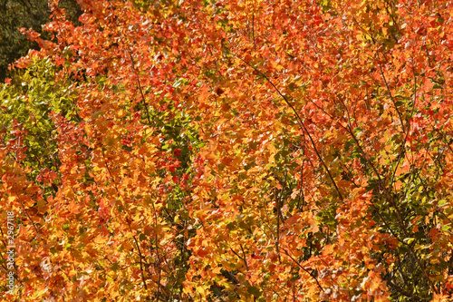 fall colors,vancouver, canada