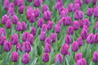 hintergrund tulpe