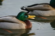mallard
