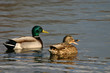 mallard pair mallard pair